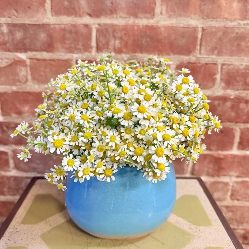 White feverfew daisies in a blue glazed ceramic pot against a brick wall