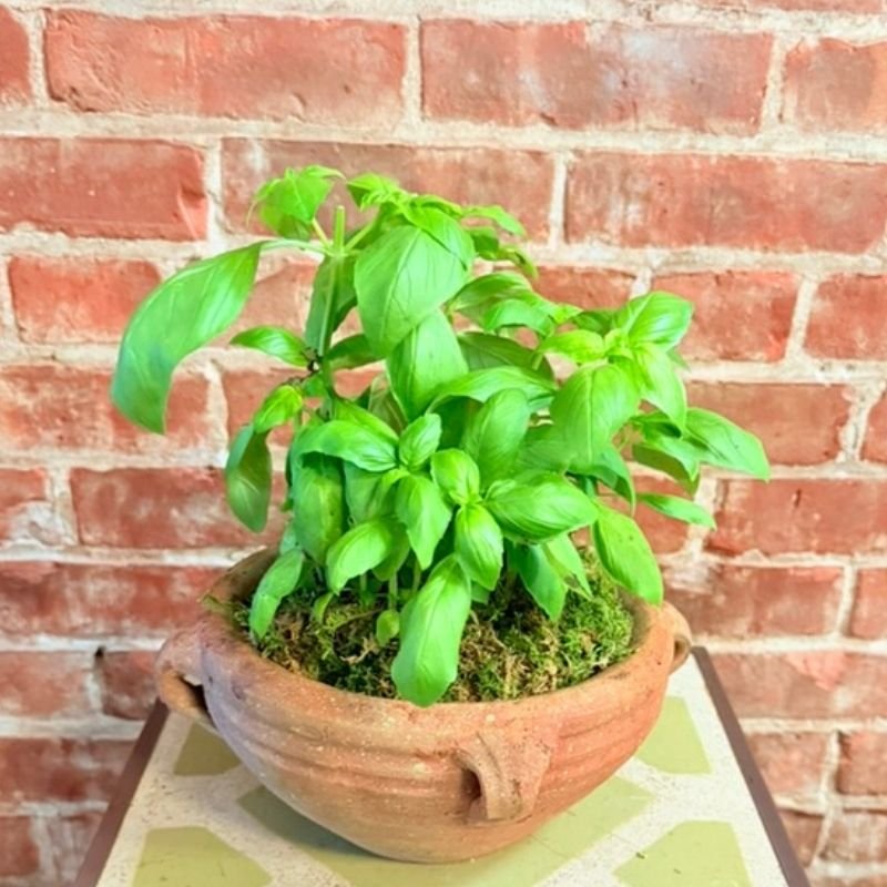 Potted basil plant in a terracotta bowl as a low-maintenance kitchen table centerpiece